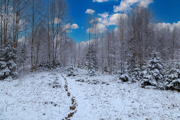 Snowy winter landscape in  mountain forest.  Winter in mountain