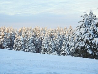 winter, a lot of snow on the trees