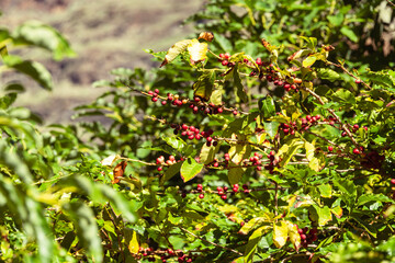Coffea Arabica Cherries Ready For Harvesting