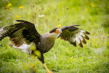 Black crested caracara about to take flight