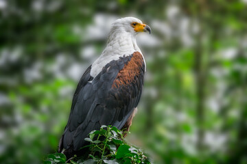 Close up of the Africn Fish eagle pearched on a branch in the forest