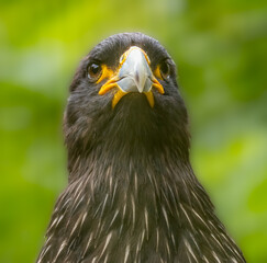 Extreme close up of a juvenile bald eagle