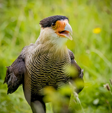 Extreme close up of a Black crested caracara squawking