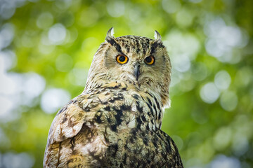 Extreme close up of eagle owl looking right at camera.tif