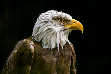 Extreme close up of head of the American Bald Eagle