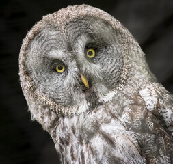 Extreme close up of the Great grey owl (Strix nebulosa)