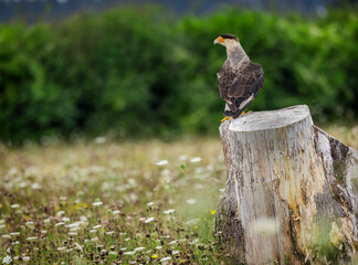 Northern Caracara poses on trunk in field of wildflowers