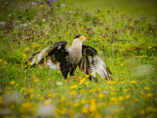 Northern Caracara spreads its wings in order to fly