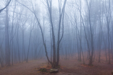 forest glade covered by red dry leaves in dense mist, calm outdoor scene