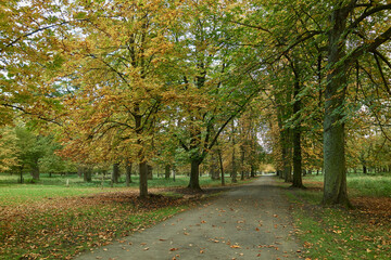 Bäume im Herbst , Tiergarten Hannover