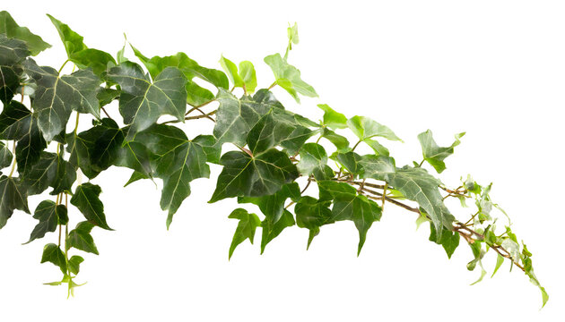 ivy isolated on white background, cutout