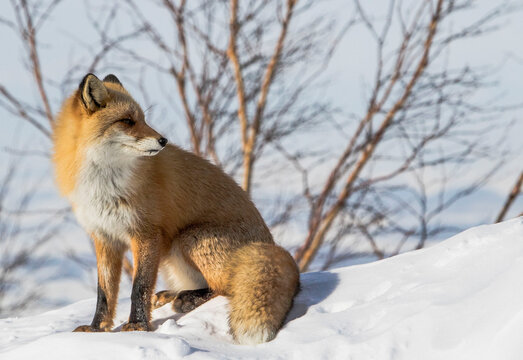 A kitsune fox sitting in the snow with bare branches in the background in a Japanese winter landscape