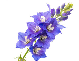 Larkspur isolated on white background, cutout 
