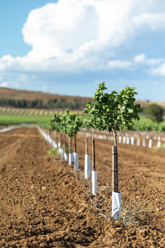 Young grapevines in a row on a sunny farm