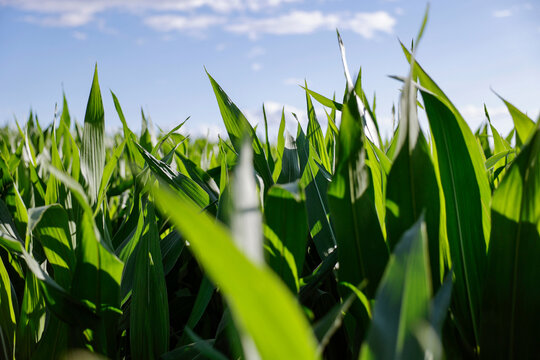 Vibrant Green Corn Field With Sunlit Sky