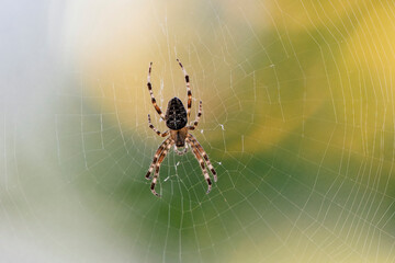Cross orb weaver spider close-up in Seattle, Washington