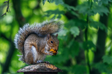 North American Fox Squirrel eating a nut in Seattle, Washington