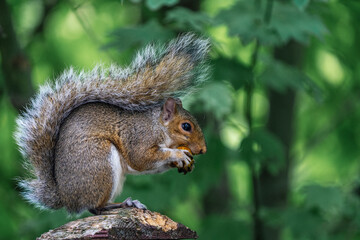 Naklejka na ściany i meble North American Fox Squirrel eating a nut in Seattle, Washington