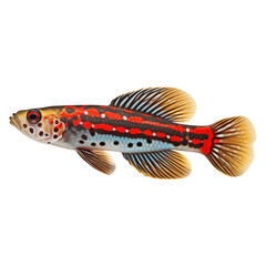 Multicolored aquarium fish on a transparent background, side view. The Firetail Goby, an red and blue saltwater aquarium fish, isolated on a white background, a design element for insertion