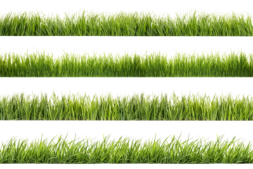 A set of long horizontal stripes of green grass cut out on a transparent background in PNG format. A strip of grass with various sprouts, side view, close-up.