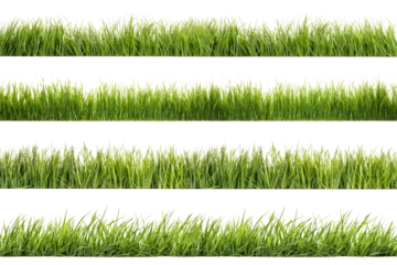 Photo sur Plexiglas Herbe A set of long horizontal stripes of green grass cut out on a transparent background in PNG format. A strip of grass with various sprouts, side view, close-up.