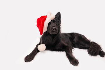 The black Old German Shepherd is lying with a red Christmas hat on its head