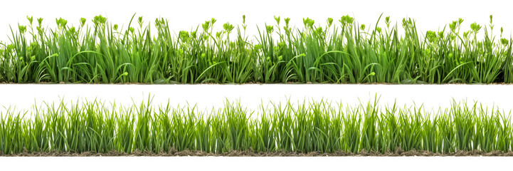 A set of long horizontal stripes of green grass cut out on a transparent background in PNG format. A strip of grass with various sprouts, side view, close-up.
