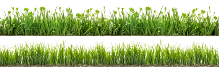 A set of long horizontal stripes of green grass cut out on a transparent background in PNG format. A strip of grass with various sprouts, side view, close-up.