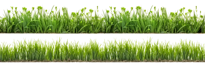 Foto auf Acrylglas Gras A set of long horizontal stripes of green grass cut out on a transparent background in PNG format. A strip of grass with various sprouts, side view, close-up.