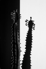 Black and white euphorbia trigona, african milk tree, cathedral cactus at home