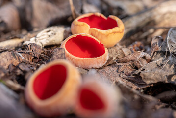 Sarcoscypha austriaca - a saprobic rare nonedible fungus known as the scarlet elfcup.