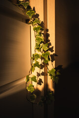 Hedera helix, ivy plant at home