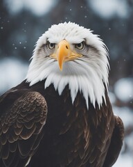 Portrait of the the bald eagle at winter 

