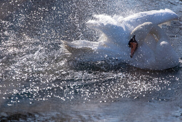 Naklejka premium Water bird swan swim in the river