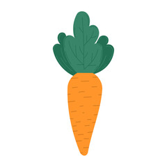 Vector flat illustration of carrot on white isolated background. Bright orange, green color. For prints, logos, seasonal decor.