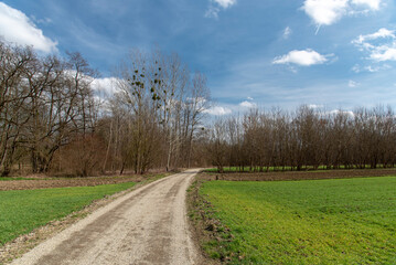 Fototapeta na wymiar Rural road between fields in Prekmurje, Slovenia