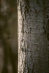 Tree bark close up in the forest
