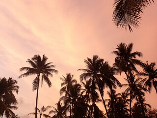 Fototapeta na wymiar Palmtrees 