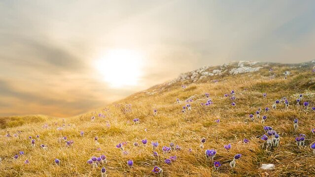 hill slope covered by a dry grass and blye wild bell flowers at the sunset, natural seasonal time lapse scene