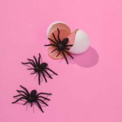 Creative layout with hatched decorative spiders from egg on bright pink background. Halloween...