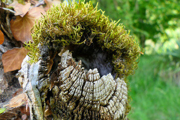 Close up of the decaying trunk of a dying apple tree
