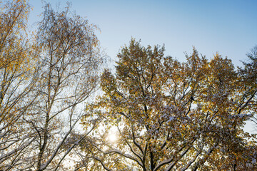 Fototapeta premium Autumn trees covered with white fresh snow. Turn of autumn and winter. Beautiful morning sunlight