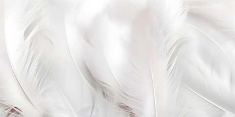Close up abstract white feather background - obrazy, fototapety, plakaty