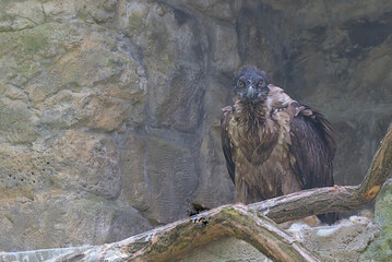 Fototapeta premium The bearded vulture, also known as the lammergeier and ossifrage, is a very large bird of prey. A large bird with a curved beak stands on a rock.