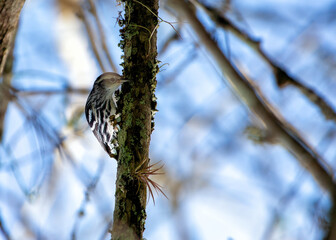 Black-and-White Warbler (Mniotilta varia) spotted outdoors