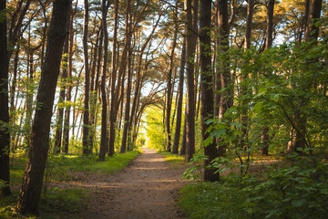 Fototapeta premium path in the forest