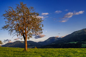 Lonely tree in the alps of Tyrol