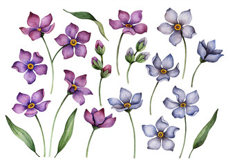 Set of watercolor flowers isolated on a white background, hand painted illustration of purple and blue floral elements for greeting cards and invitations. 