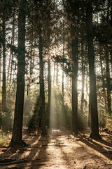 Fototapeta premium Bosque mágico 