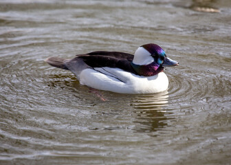 Bufflehead Duck (Bucephala albeola) in water